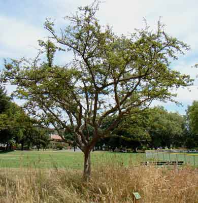 hawthorn tree pictures. The Churchill Hawthorne tree