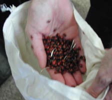 Ladybugs in a refrigerated bag