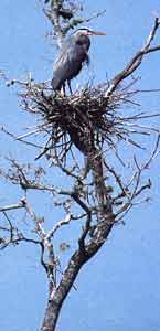 Heron nest